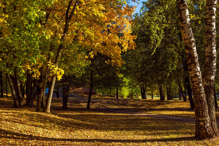 秋天公园，五颜六色的树木覆盖着落叶，十月初晴朗的一天拍摄
