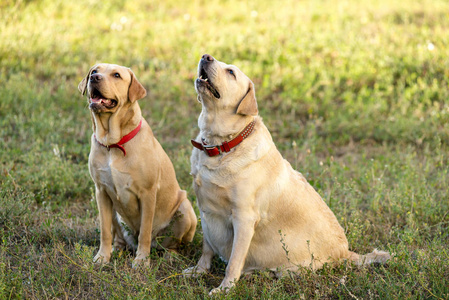 两只拉布拉多猎犬坐在公园的草地上。