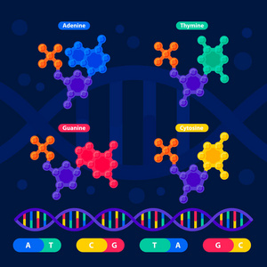 Dna 结构, 基因组测序概念。纳米技术和生物化学实验室。dna基因组或基因结构的分子螺旋。人类基因组项目。平面式矢量图