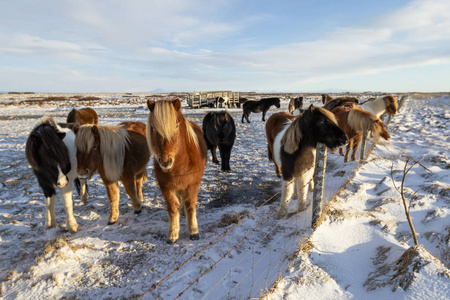 一群冰岛的马在雪地里的铁丝网后面