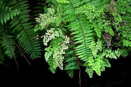 绿色热带植物，颜色鲜艳