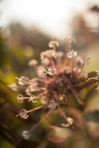 美丽的花园花花