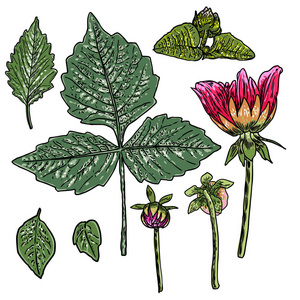 一组蕨叶和半开芽的雏菊，紫花和格伯拉花。 手绘植物草本家养和野花花卉素描。 矢量。