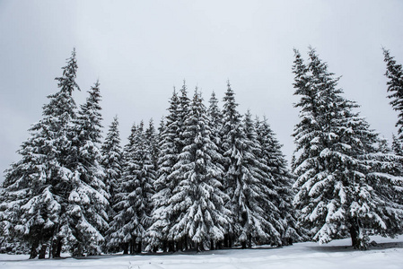 美丽的冬景，树上有雪