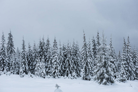 美丽的冬景，树上有雪