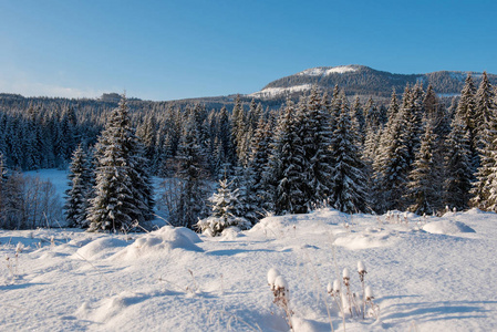 美丽的冬景，树上有雪