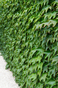 Boston ivy34