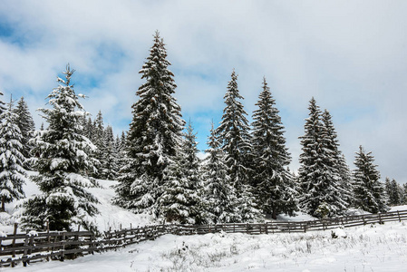 冬季景观有雪覆盖的杉树。 圣诞明信片概念