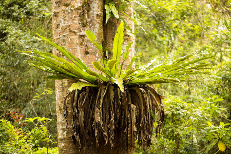 马达加斯加琥珀山大树树干上的脾脏