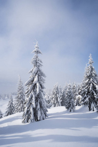 白色圣诞节。 雪中杉林的冬季景观。 天气晴朗，云雾缭绕