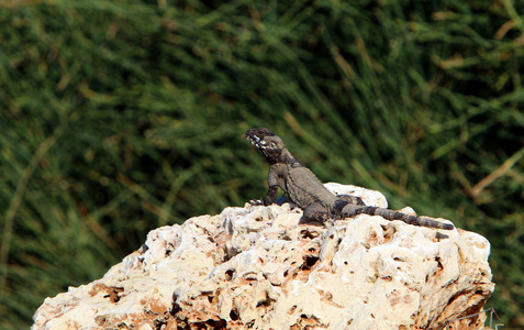 蜥蜴坐在岩石上晒太阳