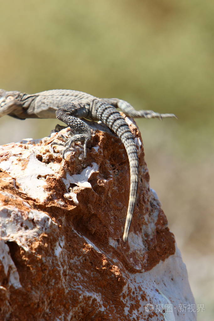 蜥蜴坐在岩石上晒太阳照片-正版商用图片13d4d3-摄图新视界