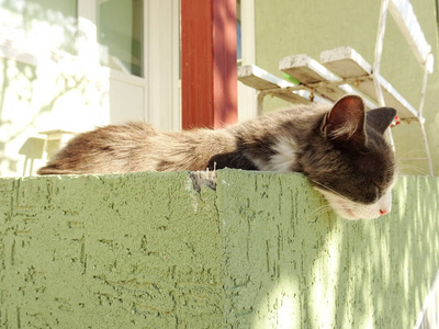 灰猫在户外深度睡眠