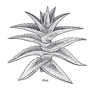 芦荟植物. 在白色背景系列上分离的草药和植物. 矢量图. 艺术素描.