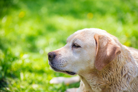 拉布拉多猎犬游泳后在公园里跑