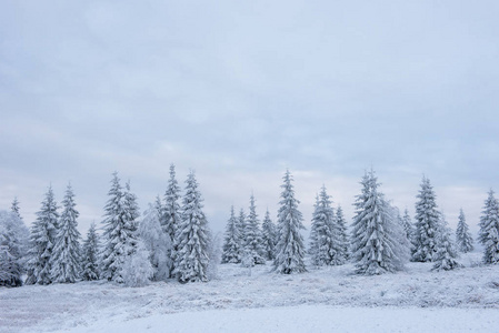 白雪覆盖的圣诞树构成的童话冬季景观