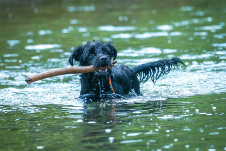 带着拐杖的黑狗在河里游泳。