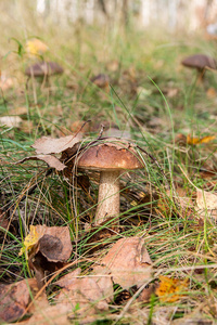 在秋天的森林中生长的森林蘑菇棕色的鸭舌帽苔藓和草。 可食用的蘑菇湾博莱特boletusbadius在阳光明媚的秋日在木材