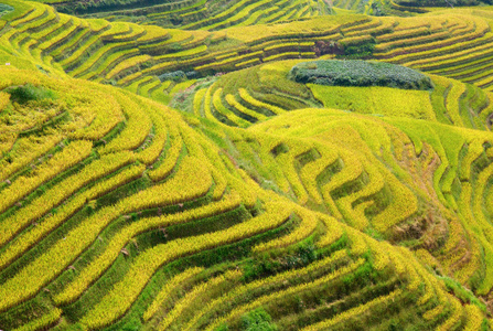 s Backbone also known as Longji Rice Terraces are located in Lo