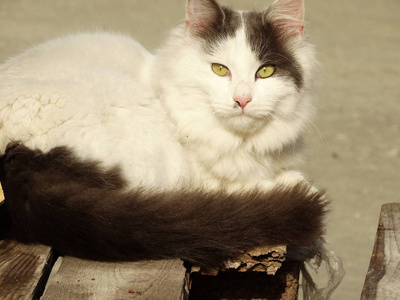 漂亮的白色毛茸茸的猫