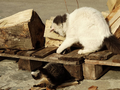 小猫在户外飞翔