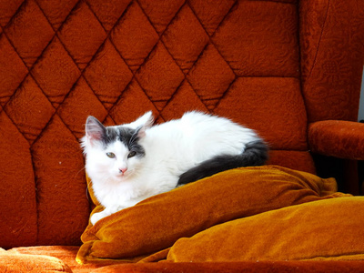 棕色沙发上的白色小猫