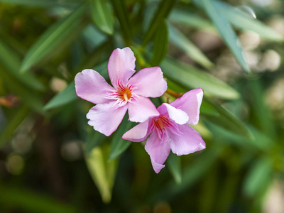 花园里美丽的粉红色花