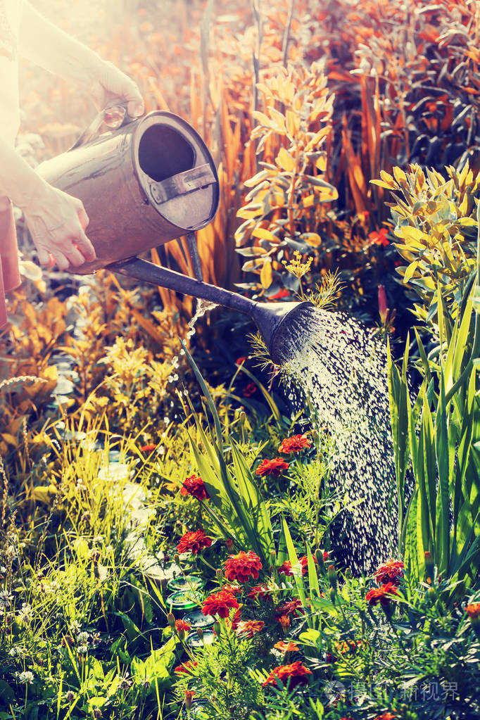 人们从浇花罐里浇花的画面