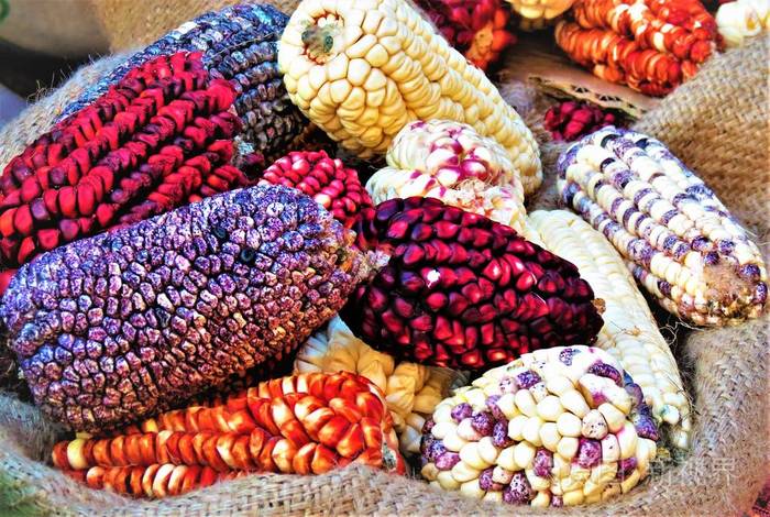 五颜六色的南美玉米