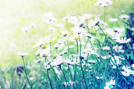 草地背景上五颜六色柔软的雏菊