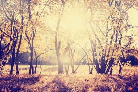 美丽的秋天金色森林风景