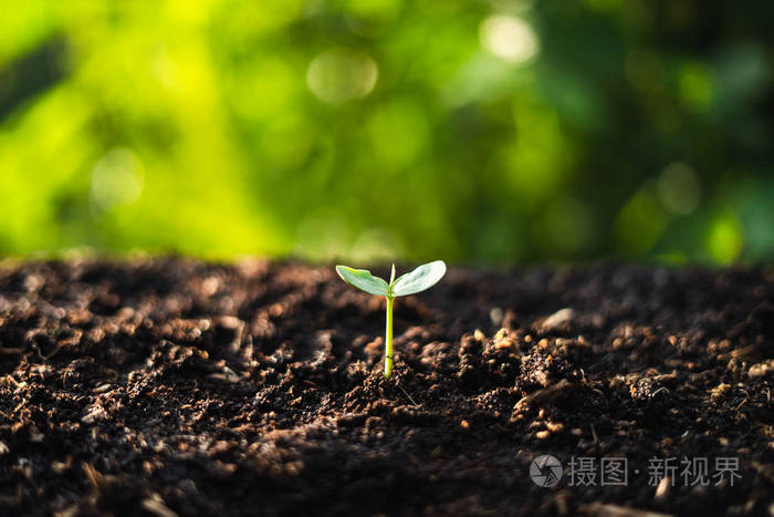 自然中的晚光树木的生长