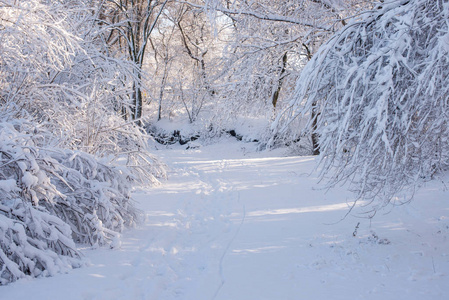 雪地里的树。 冬季景观。 冬天的树枝
