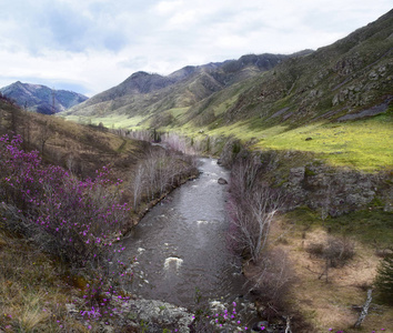 s flowering on the Altai