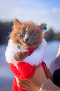小猫带着彩色围巾和圣诞帽散步。 小猫在走路。 宠物。 秋天和动物的照片。 毛茸茸的烟熏猫理发。 格罗默理发猫。