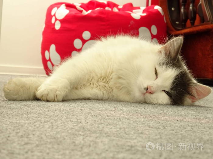 昏昏欲睡的白色小猫在地板上