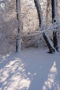 雪地里的树。 冬季景观。 冬天的树枝