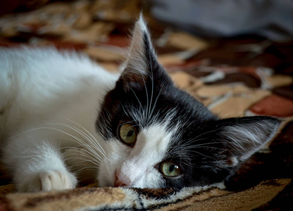 悲伤的小猫躺在地毯上。