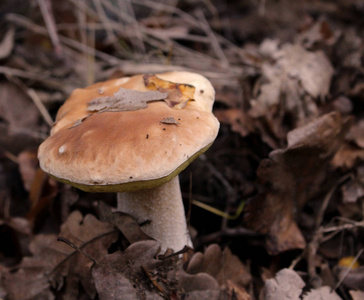 蘑菇生长在秋季森林。单面在绿草上查看背景。蘑菇采摘