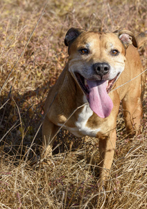 棕色的美国斗牛犬跑出来伸出长长的舌头