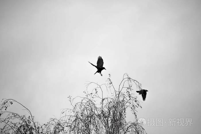黑乌鸦在万圣节的秋天天飞行