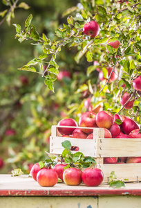 花园成熟的红苹果放在花园桌子上的木箱里。