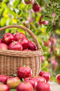花园桌子上木制篮子里的新鲜成熟的红苹果。