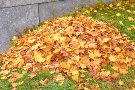 一堆黄色的秋叶躺在绿草上