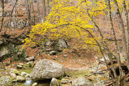 森林中的秋天自然景观树