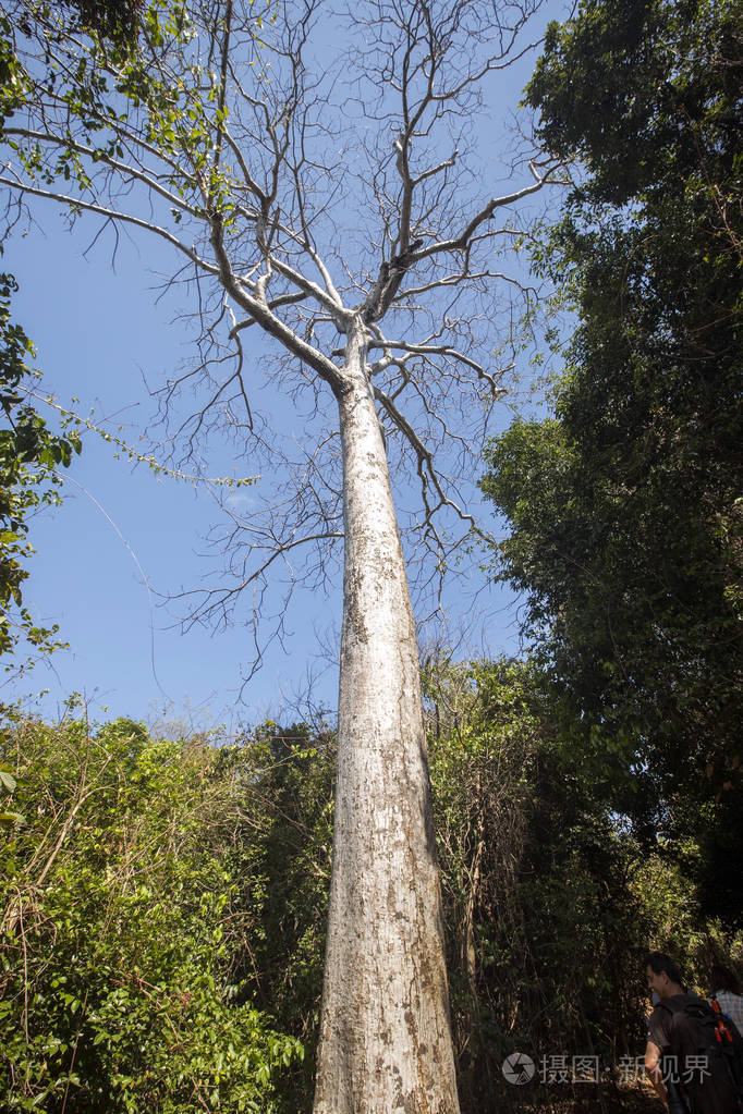 马达加斯加akarana保护区的高大树木