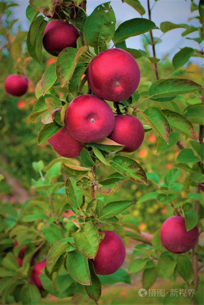 树上的苹果