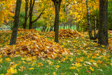 落叶的黄枫叶在草坪上的一棵树下一堆整齐地收集起来照片
