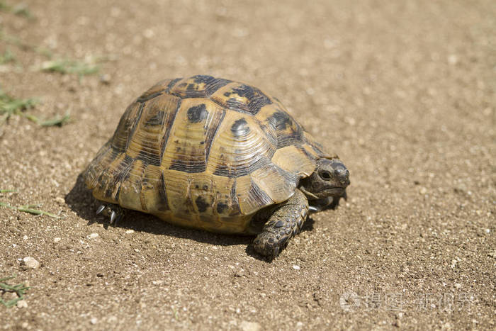 乌龟在地上行走