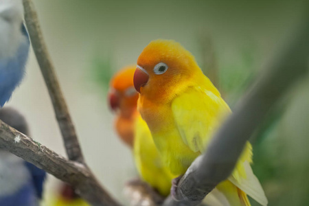 可爱的五颜六色的太阳假鹦鹉在树枝上